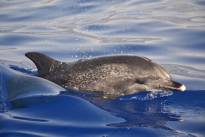 Madeira Dolphin & Whale Watching Tour - Weather, cancellations, and practical planning