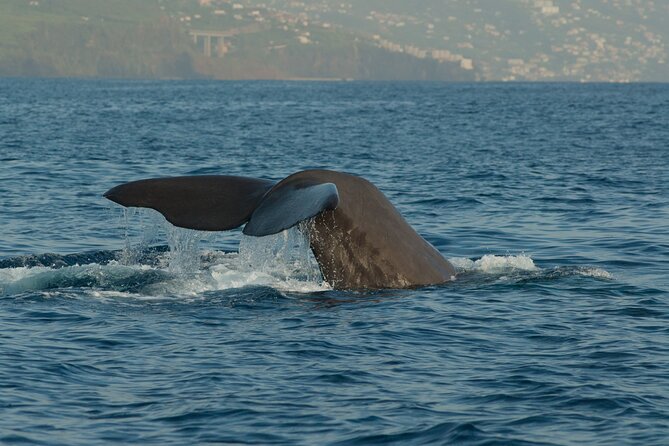 Madeira Dolphin & Whale Watching Tour - What the marine biologist adds
