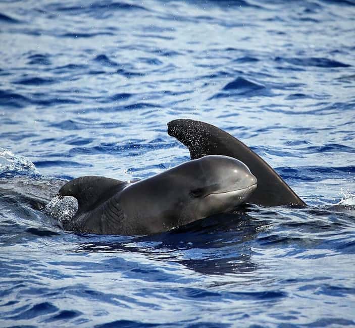 Madeira: Responsible Whales and/or Dolphins Watching Tour - Quick facts before you book