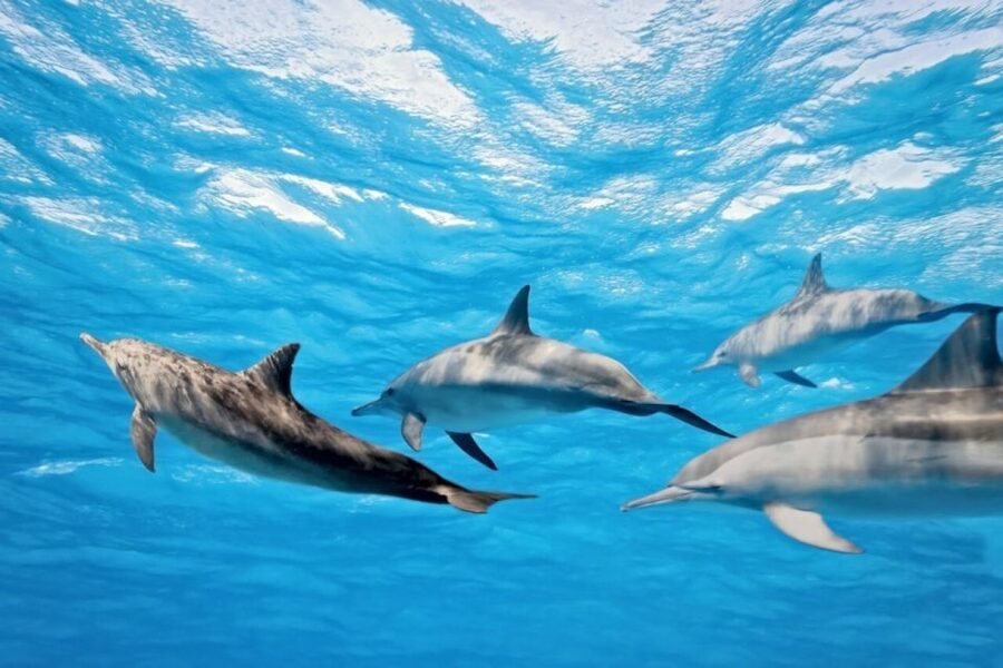 Madeira: Responsible Whales and/or Dolphins Watching Tour - My final call on Blue Safari Madeira
