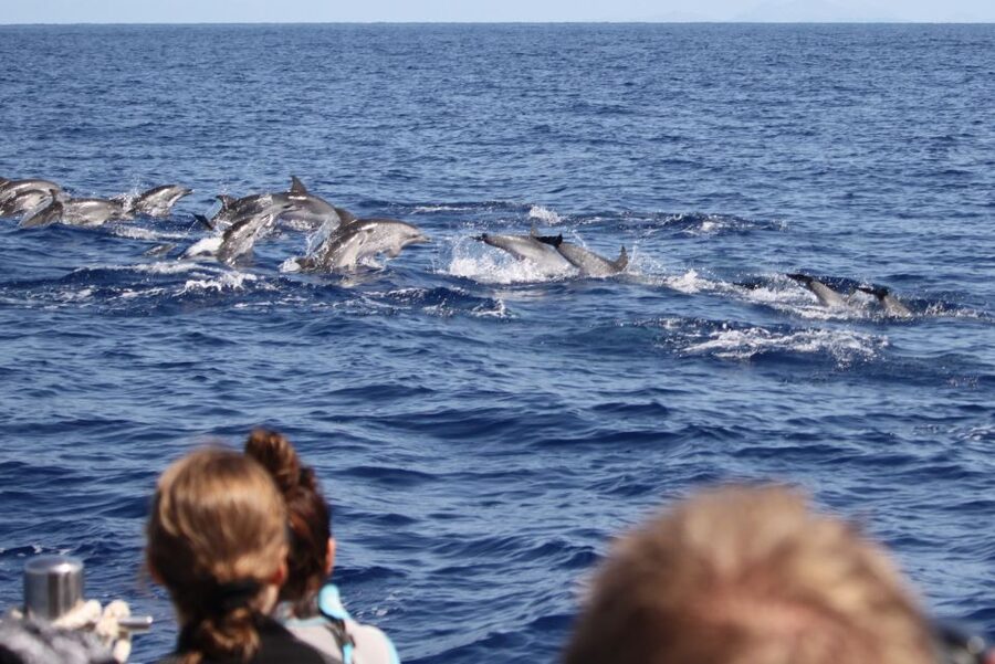 Madeira: Responsible Whales and/or Dolphins Watching Tour - From Funchal Marina to the open Atlantic