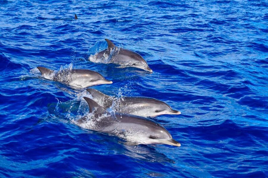 Madeira: Responsible Whales and/or Dolphins Watching Tour - Watching dolphins and whales without chasing them