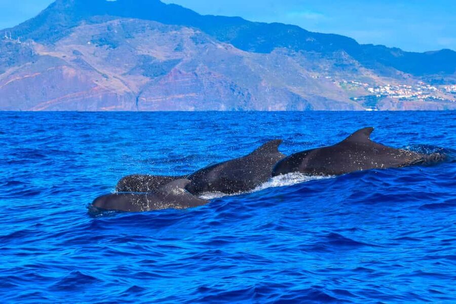 Madeira: Responsible Whales and/or Dolphins Watching Tour - Turtles, seabirds, flying fish, and a monk seal