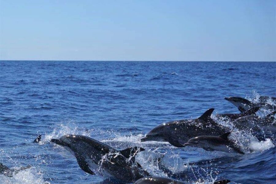 Madeira: Responsible Whales and/or Dolphins Watching Tour - Why the research connection matters