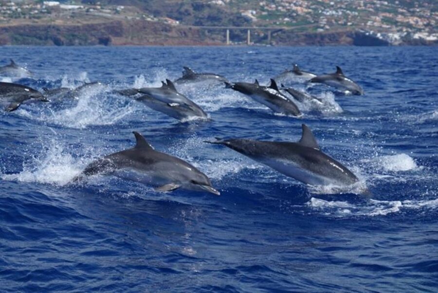 Madeira: Responsible Whales and/or Dolphins Watching Tour - What the two hours feel like