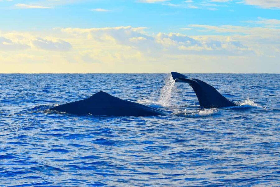 Madeira: Responsible Whales and/or Dolphins Watching Tour - The honest price check at $56