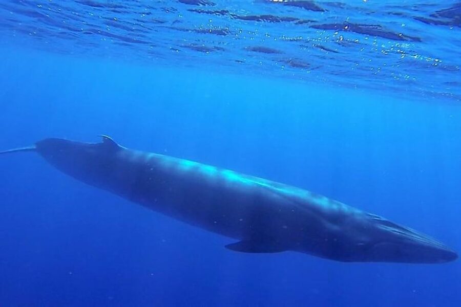 Madeira: Responsible Whales and/or Dolphins Watching Tour - Who should book this boat trip