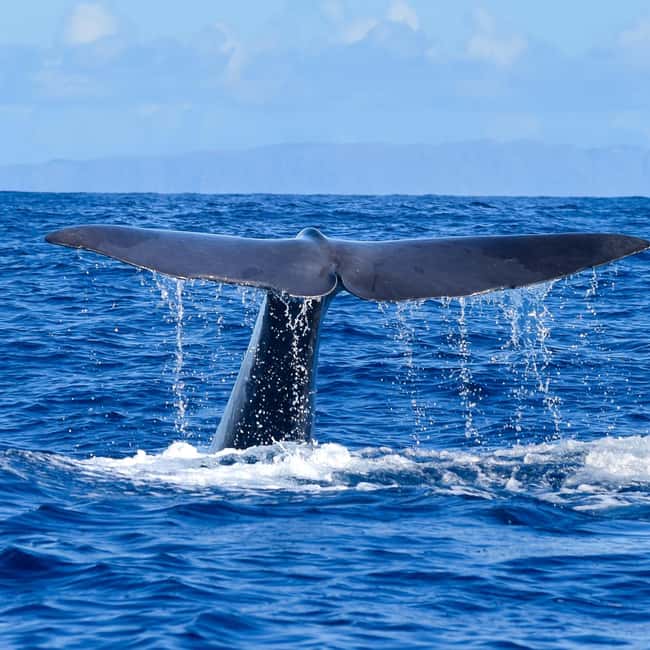 Madeira: Responsible Whales and/or Dolphins Watching Tour - How the land spotters improve your odds