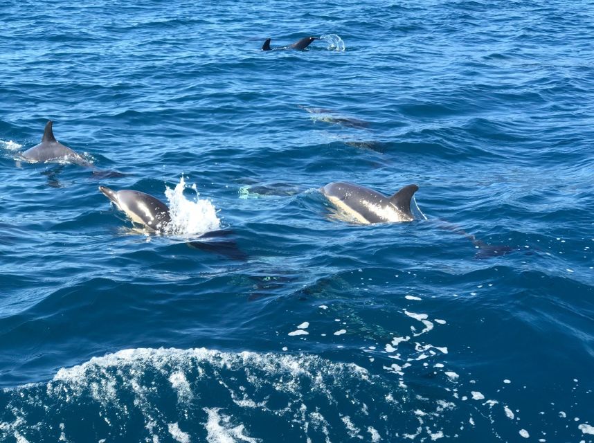 Madeira: Whale and Dolphin Watching Private Cruise - Returning with drinks, photos, and coastline views