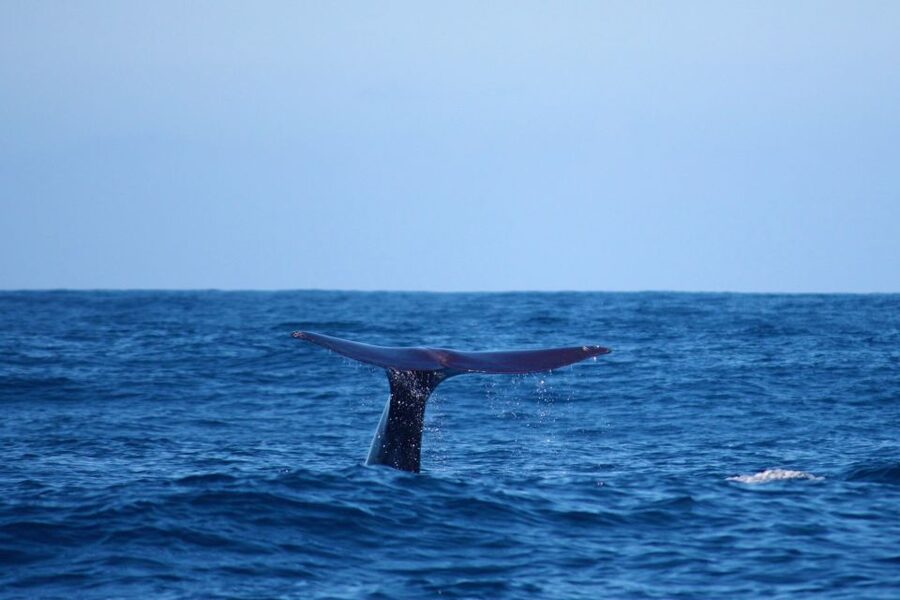 Madeira: Whale and Dolphin Watching Private Cruise - Watching dolphins and whales without chasing them