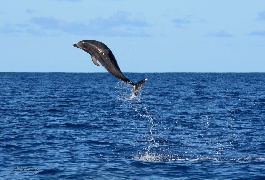 Madeira: Whale and Dolphin Watching Tour - Who will enjoy this Madeira boat trip most?