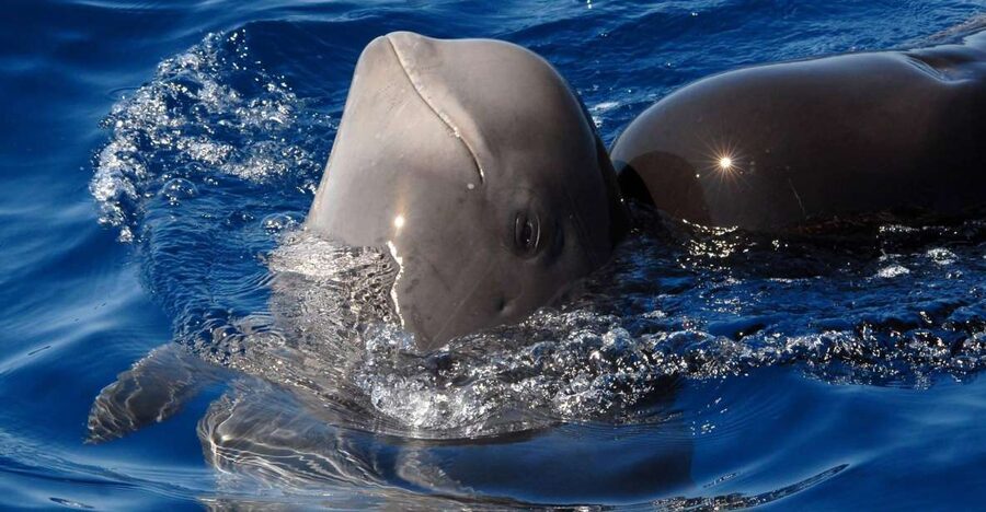 Madeira: Whale and Dolphin Watching Tour - Setting out from the Dreams Hotel marina