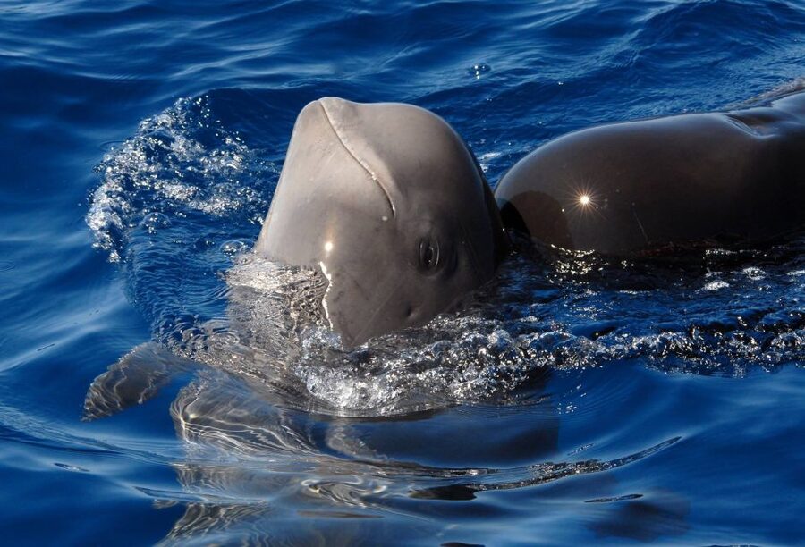Madeira: Whale and Dolphin Watching Tour - Watching dolphins, whales, and turtles from a fast boat