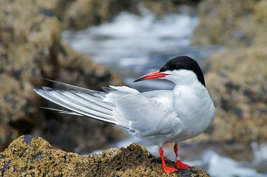 Madeira: Whale and Dolphin Watching Tour - Endemic seabirds and Madeira’s coastal rock formations