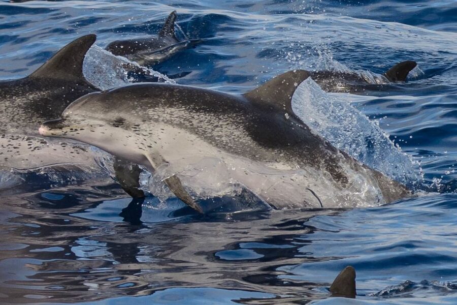 Madeira: Whale and Dolphin Watching Tour - Summer swimming and snorkeling at Ponta de São Lourenço