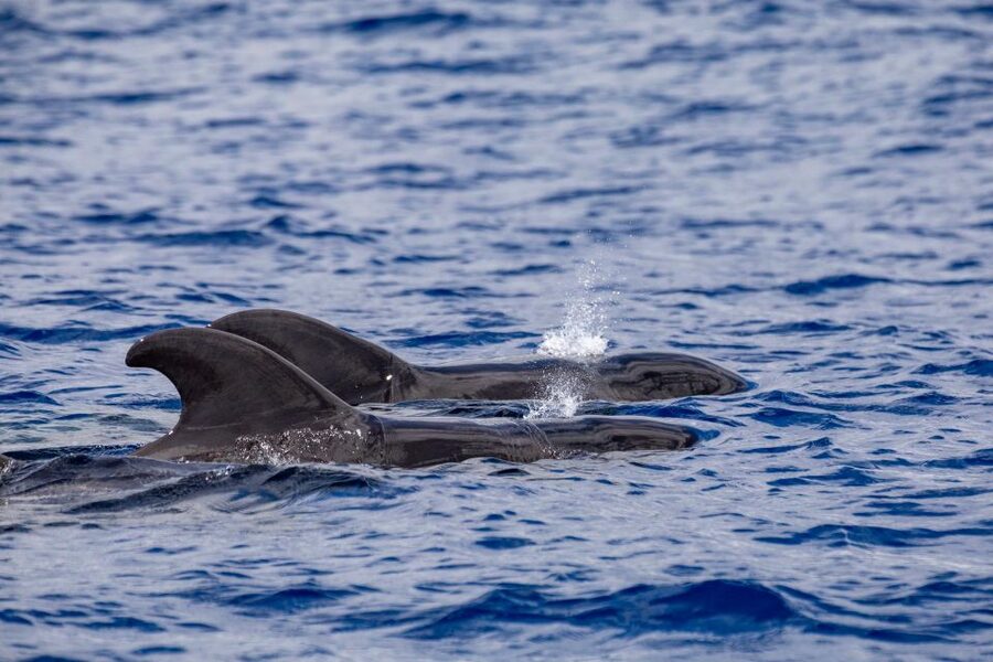 Madeira: Whale and Dolphin Watching Tour - The speedboat ride: exciting, useful, and not for everyone