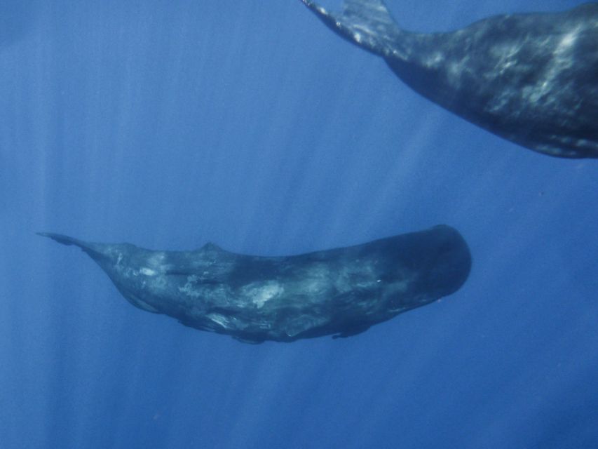 Madeira: Whale and Dolphin Watching Tour - Languages, timing, and cancellation flexibility