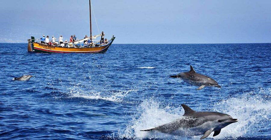 Madeira: Whale Watching Excursion in a Traditional Vessel - Key points at a glance