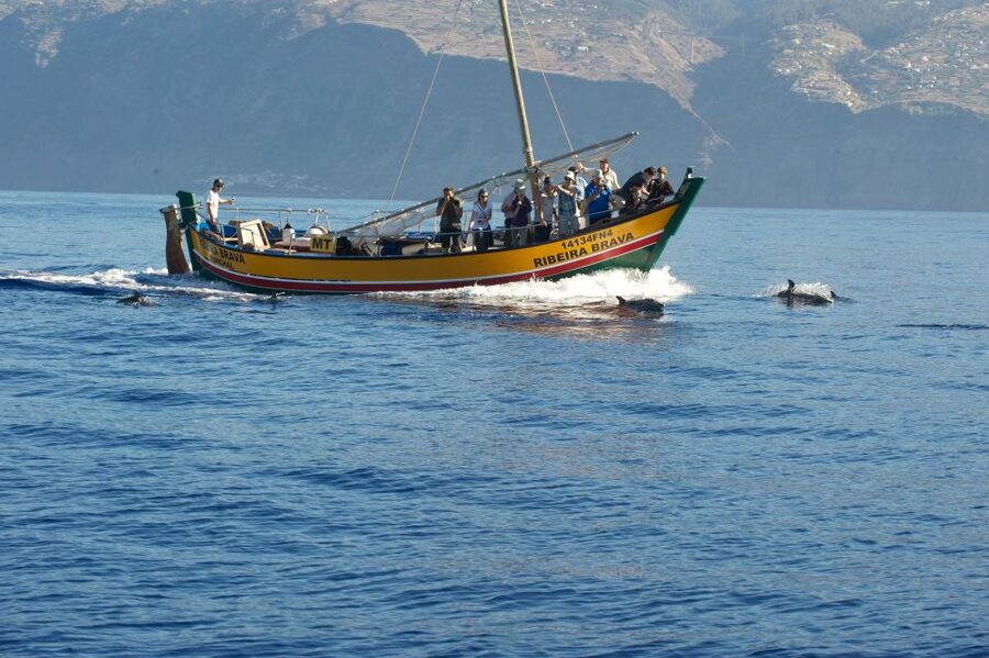 Madeira: Whale Watching Excursion in a Traditional Vessel - Setting out from Calheta Marina