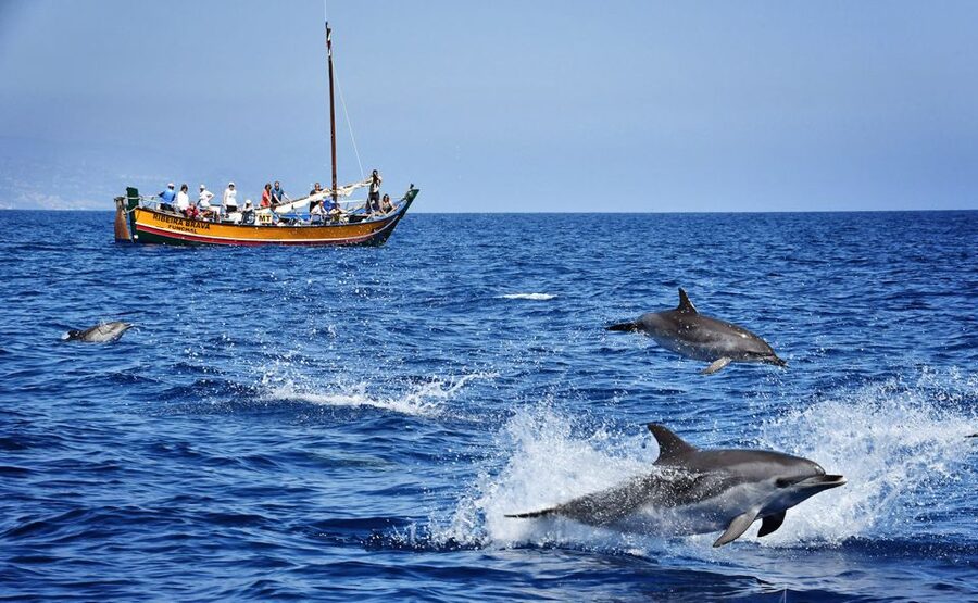 Madeira: Whale Watching Excursion in a Traditional Vessel - Searching Madeira’s protected marine areas