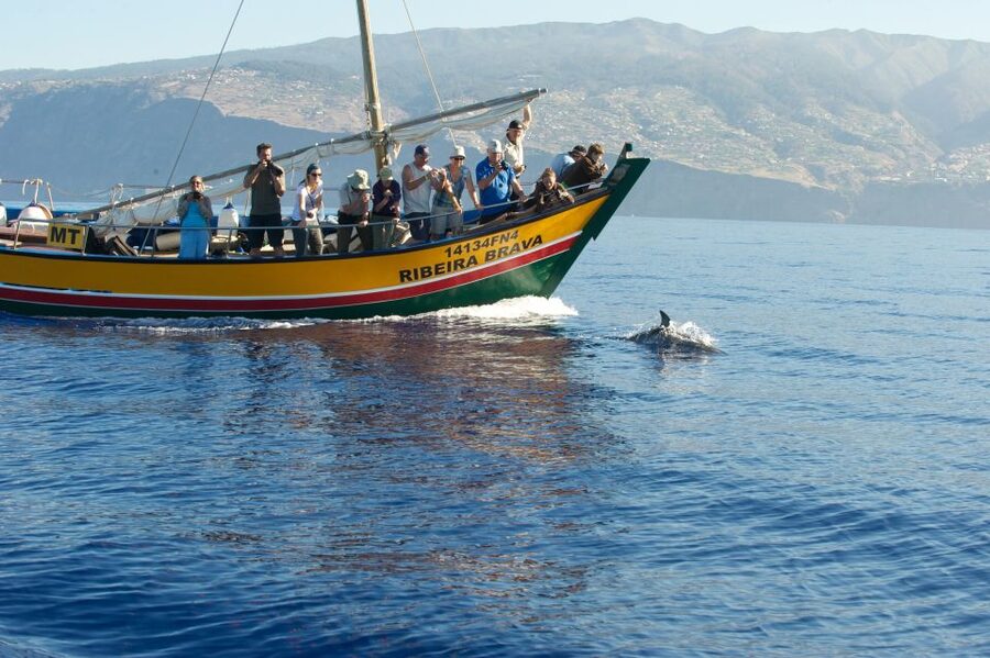Madeira: Whale Watching Excursion in a Traditional Vessel - Guides who add more than directions