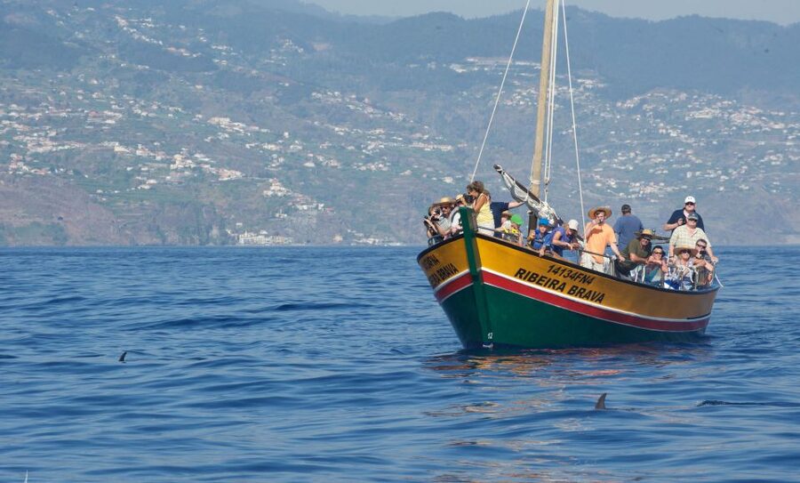Madeira: Whale Watching Excursion in a Traditional Vessel - A respectful approach to wildlife