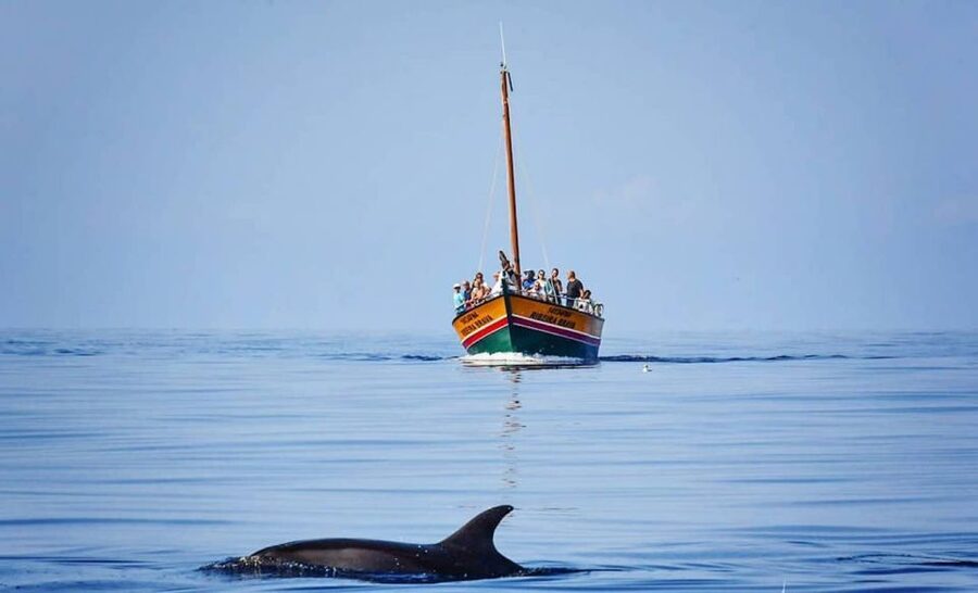 Madeira: Whale Watching Excursion in a Traditional Vessel - Who will enjoy this boat trip