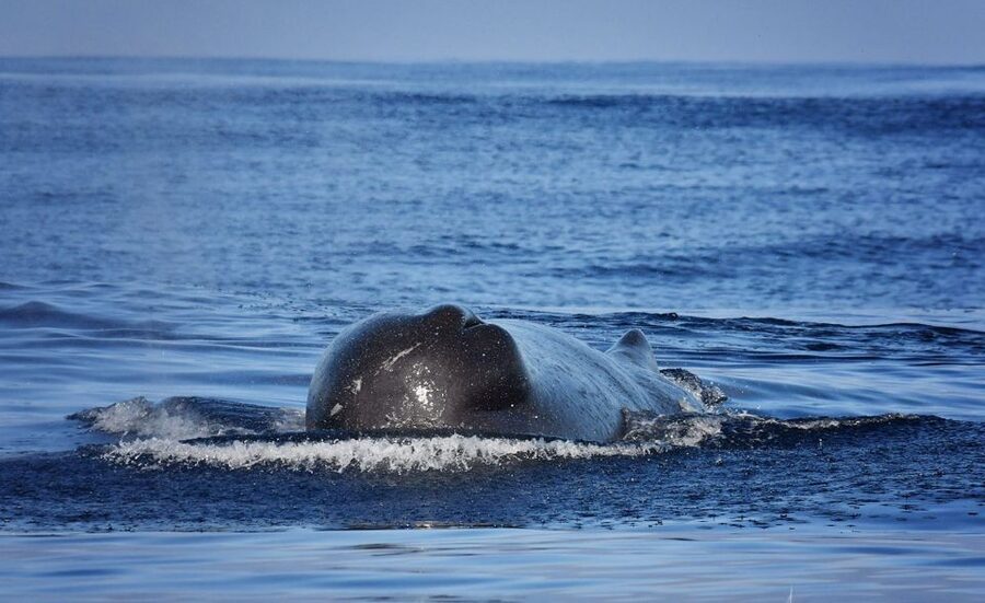 Madeira: Whale Watching Excursion in a Traditional Vessel - On board the restored Ribeira Brava