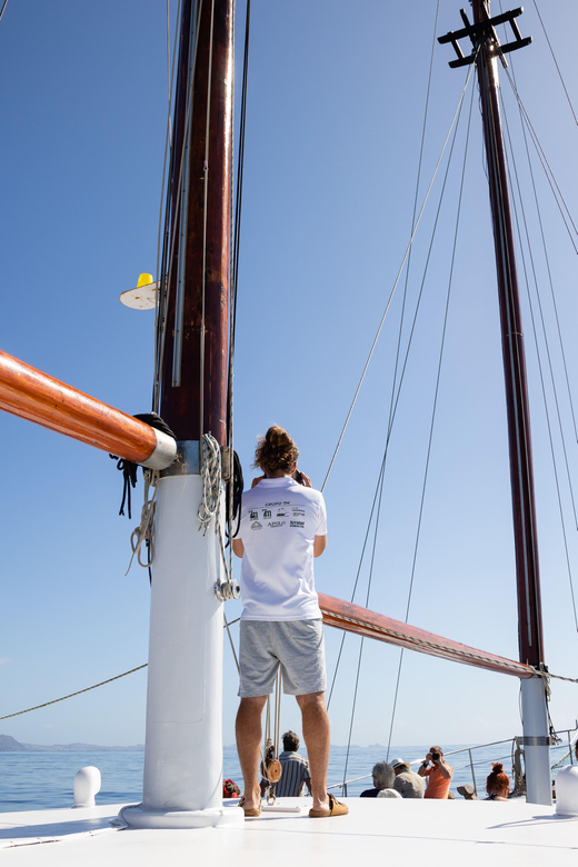 Madeira : Whales and Dolphins wooden boat excursion - What the wildlife search feels like