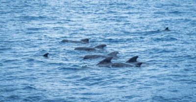 Madeira : Whales and Dolphins wooden boat excursion