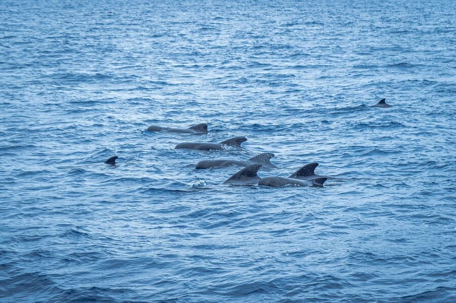 Madeira : Whales and Dolphins wooden boat excursion - Boat comfort and the small details