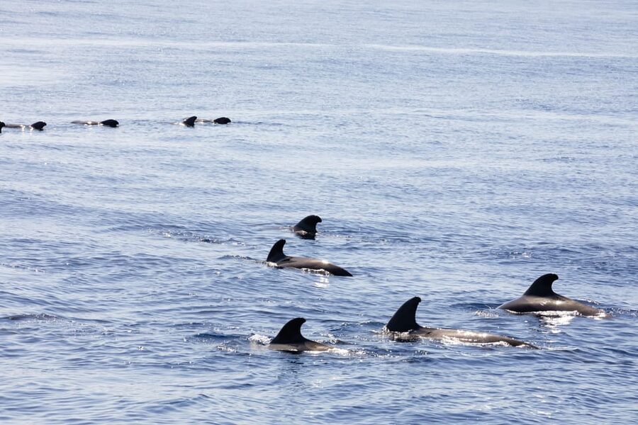 Madeira : Whales and Dolphins wooden boat excursion - How the $41 price measures up