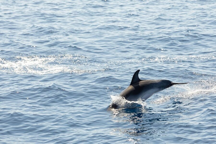 Madeira : Whales and Dolphins wooden boat excursion - Who will enjoy this outing most