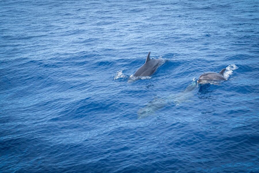 Madeira : Whales and Dolphins wooden boat excursion - Should you book the Bonita da Madeira trip?