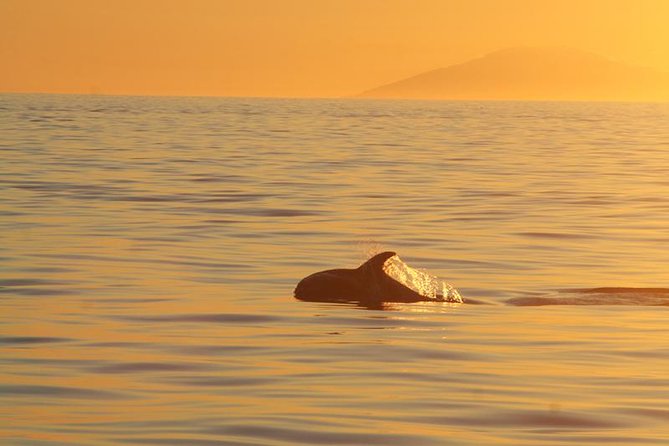 Magical Whales in the Midnight Sun | from Reykjavik - The short onboard introduction