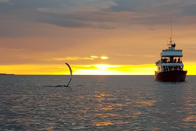 Magical Whales in the Midnight Sun | from Reykjavik - Warm coveralls, indoor space, and boat comfort
