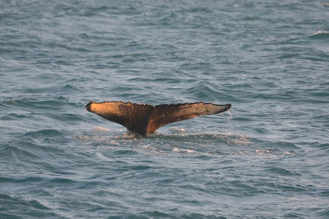 Magical Whales in the Midnight Sun | from Reykjavik - How much value does the $105 price offer?