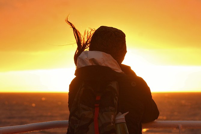 Magical Whales in the Midnight Sun | from Reykjavik - Searching Faxaflói Bay for whales and dolphins