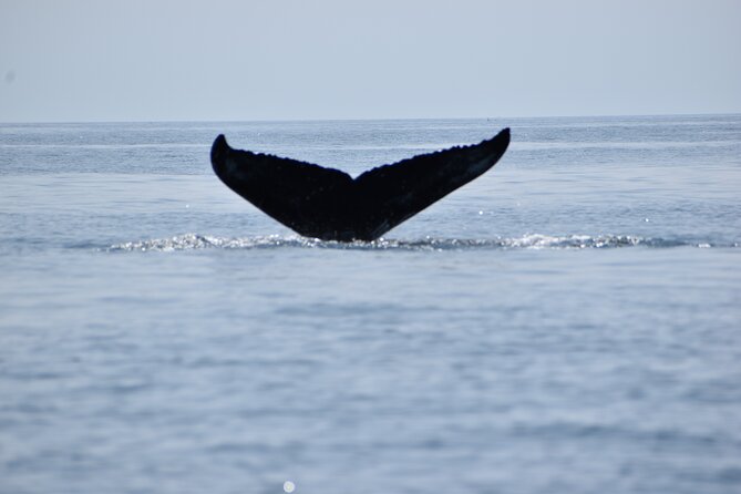 Maine Whale Watching Tour in Portland - Key things to know before boarding