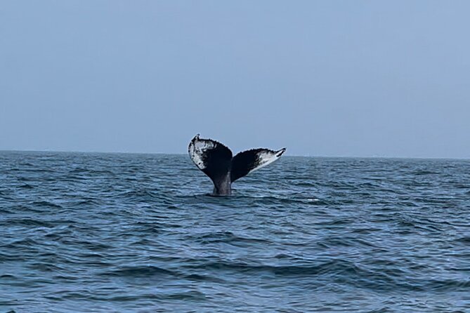 Maine Whale Watching Tour in Portland - A high-speed start from Portland Marina