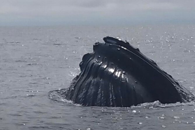 Maine Whale Watching Tour in Portland - Two hours of searching for whales