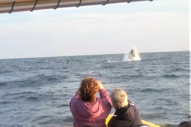 Maine Whale Watching Tour in Portland - The ride is the attraction and the warning