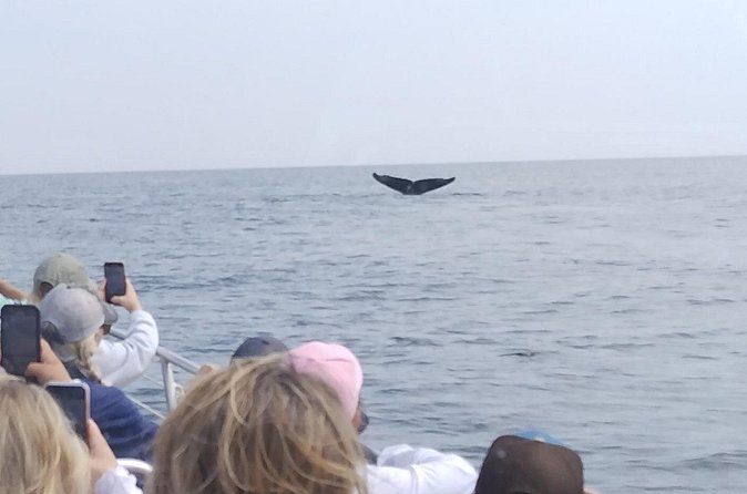 Maine Whale Watching Tour in Portland - Weather cancellations are part of the deal