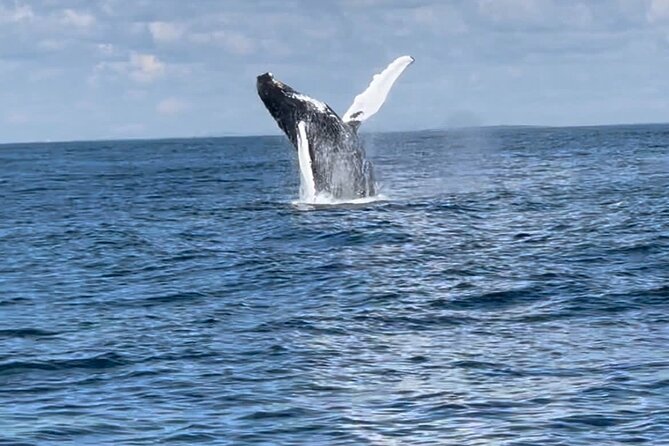 Maine Whale Watching Tour in Portland - Who should book this Portland whale watch?