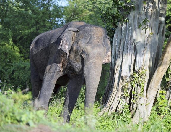 Majestic Mammals Of Sri Lanka: Whale & Elephant Safari Tour - Key points to know before booking
