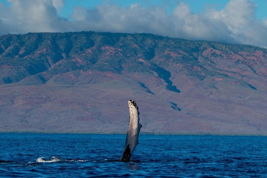 Maui: Deluxe Whale Watch Sail & Lunch from Ma<code>alaea Harbor – Key points to know before booking’ /></p>
<ul>
<li><strong>Whale sightings are guaranteed:</strong> If you do not see whales, you can take another whale watch of equal or lesser value within one year.</li>
<li><strong>The hydrophone adds a rare sense of place:</strong> You do not just watch for blows and tails. You may also hear humpback songs underwater.</li>
<li><strong>Lunch is included:</strong> Island fruit, sliders, salads, dips, crostini, bruschetta, brownies, and soft drinks are served onboard.</li>
<li><strong>The cruise supports conservation:</strong> Pacific Whale Foundation uses profits from these trips for ocean research, education, and conservation work.</li>
<li><strong>Families have a useful learning option:</strong> Children can take part in the onboard Jr. Naturalist Program.</li>
<li><strong>Check-in takes planning:</strong> Arrive 45 minutes early at the Pacific Whale Foundation Ocean Store beside Maui Ocean Center.</li>
</ul>
<h2>Why the whales are the real reason to go</h2>
<p><img width="900" height="468" decoding="async" src=