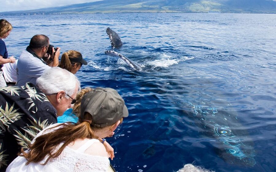 Maui: Eco-Friendly Whale Watching Tour from Ma'alaea Harbor - Key points to know before you book