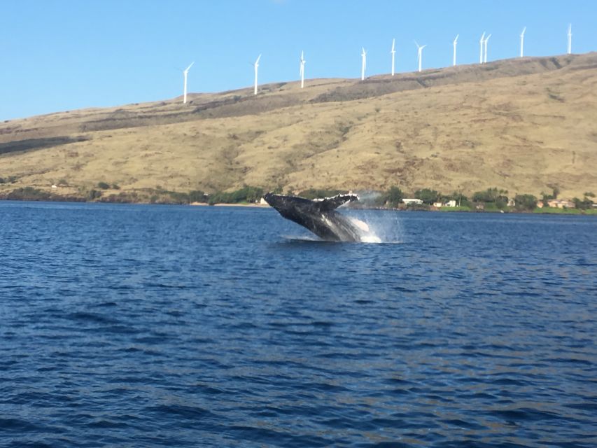 Maui: Eco-Friendly Whale Watching Tour from Ma'alaea Harbor - Why this Maui whale watch feels different