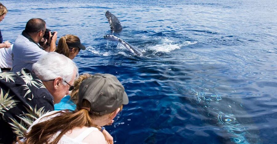 Maui: Eco-Friendly Whale Watching Tour from Ma'alaea Harbor - What the two-hour cruise actually includes