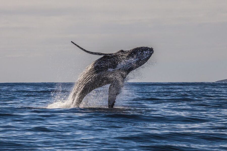 Maui: Eco-Friendly Whale Watching Tour from Ma'alaea Harbor - Conservation gives the $88 fare more weight